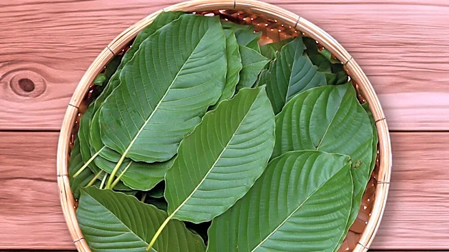 Rep. Tim Turner to Introduce Legislation Banning Kratom Compounds in Oklahoma