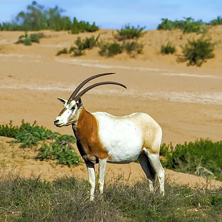 University of Maryland Researchers Partner with Smithsonian to Study Reintroduced Scimitar-Horned Oryx