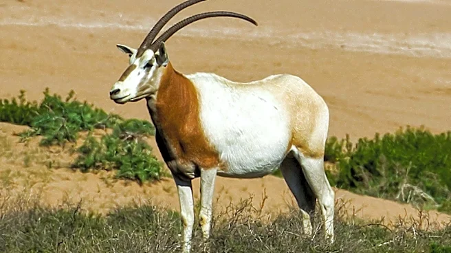 University of Maryland Researchers Partner with Smithsonian to Study Reintroduced Scimitar-Horned Oryx