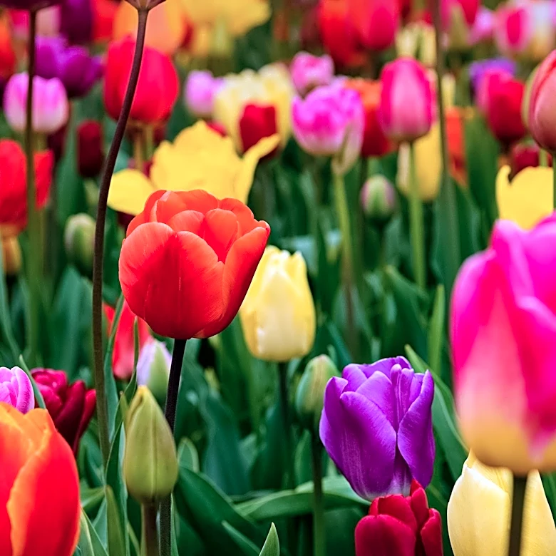 New Phylogenomic Study Redefines Tulip Taxonomy and Evolutionary History