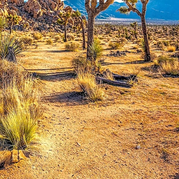 Joshua Tree National Park Offers Unique Desert Experience with Key Entry and Safety Tips