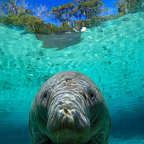 Rep. Daniel Webster (R-Florida) Introduces 'SAFE for Manatees Act' (H.R.9590)