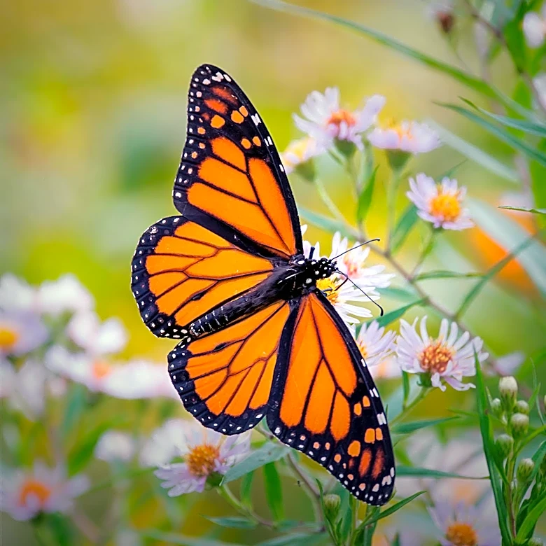 Monarch Butterfly Migration Underway Through Central Illinois