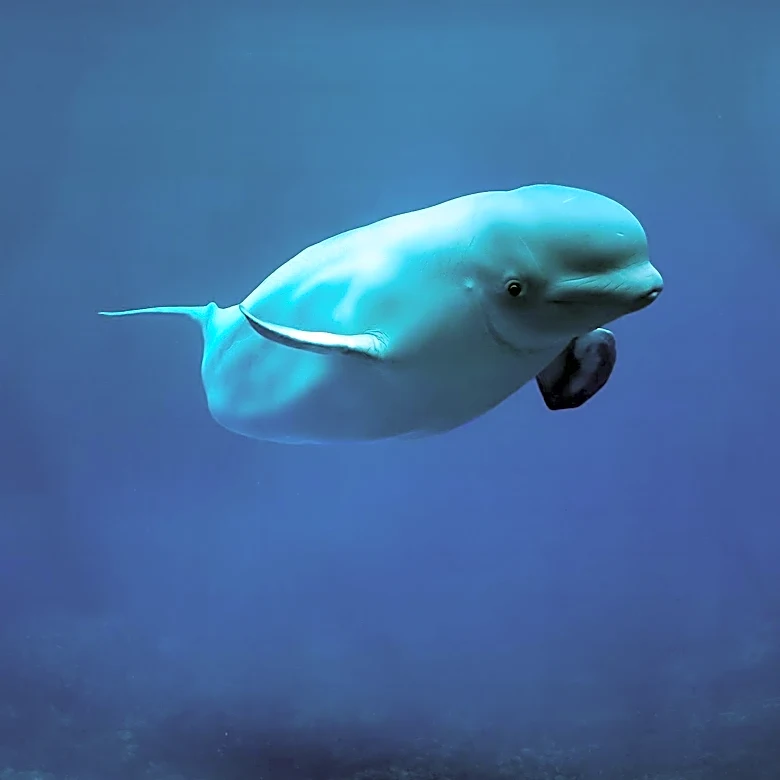 Fourth Rescued Beluga Whale Dies After Relocation from Canada's Marineland, Raising Animal Welfare Concerns
