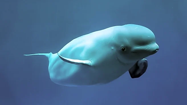Fourth Rescued Beluga Whale Dies After Relocation from Canada's Marineland, Raising Animal Welfare Concerns