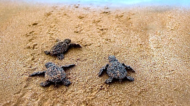 Olive Ridley Sea Turtle Lays Eggs on Southern California Beach for First Time on U.S. West Coast