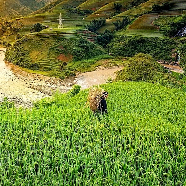 President Xi Jinping Extends Harvest Festival Greetings to Chinese Farmers, Emphasizes Rural Revitalization