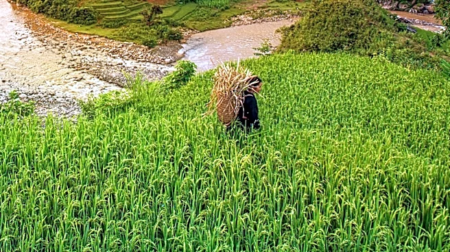 President Xi Jinping Extends Harvest Festival Greetings to Chinese Farmers, Emphasizes Rural Revitalization