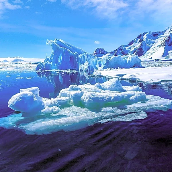 Arctic Sea Currents Accelerate Carbon Sinking by Phytoplankton, Impacting Ocean Food Webs