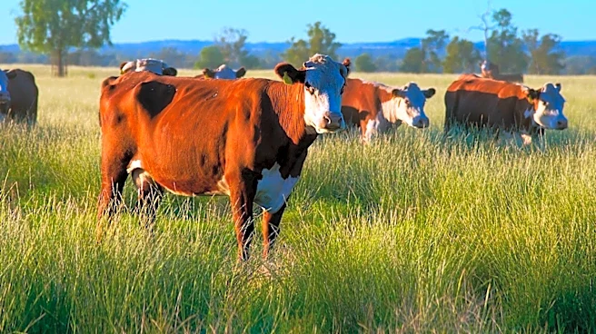 Representative Monica De La Cruz Addresses Concerns Over Historic Lows in U.S. Cattle Herd