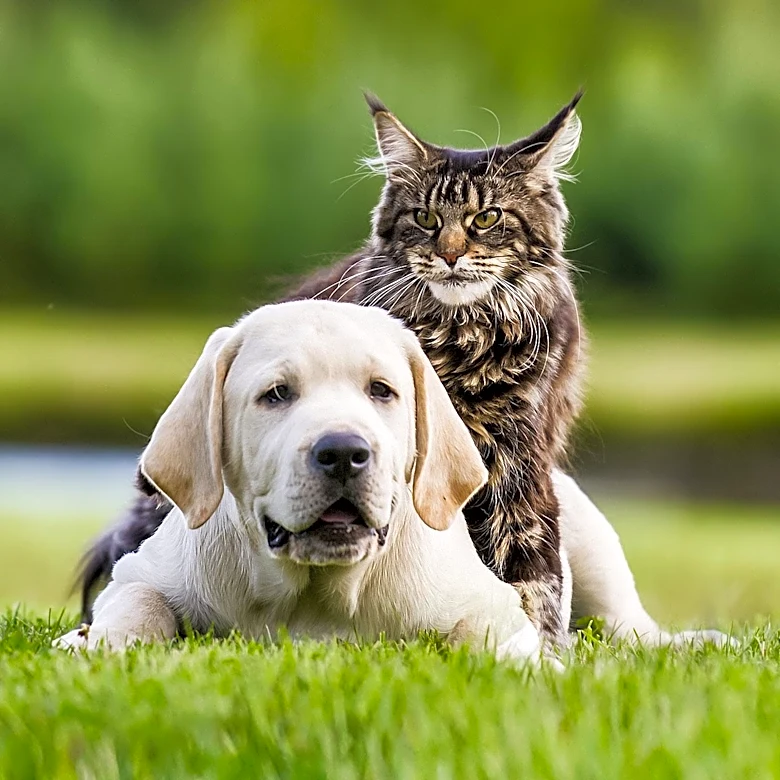USDA Announces New Measures to Strengthen Companion Animal Oversight Under Trump Administration