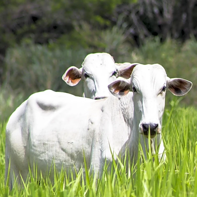 Namibia Suspends Livestock Movement and Exports Following Foot-and-Mouth Disease Outbreak in FMD-Free Zone