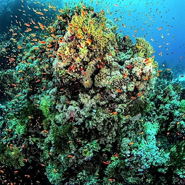 Coral Restoration Foundation Paper Challenges Single-Goal Approach to Reef Restoration