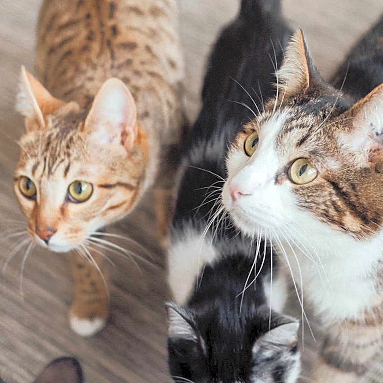 Sterling Heights Residents Grapple with Lingering Issues After Severe Cat Hoarding Case