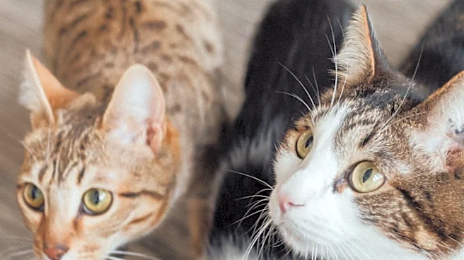 Sterling Heights Residents Grapple with Lingering Issues After Severe Cat Hoarding Case