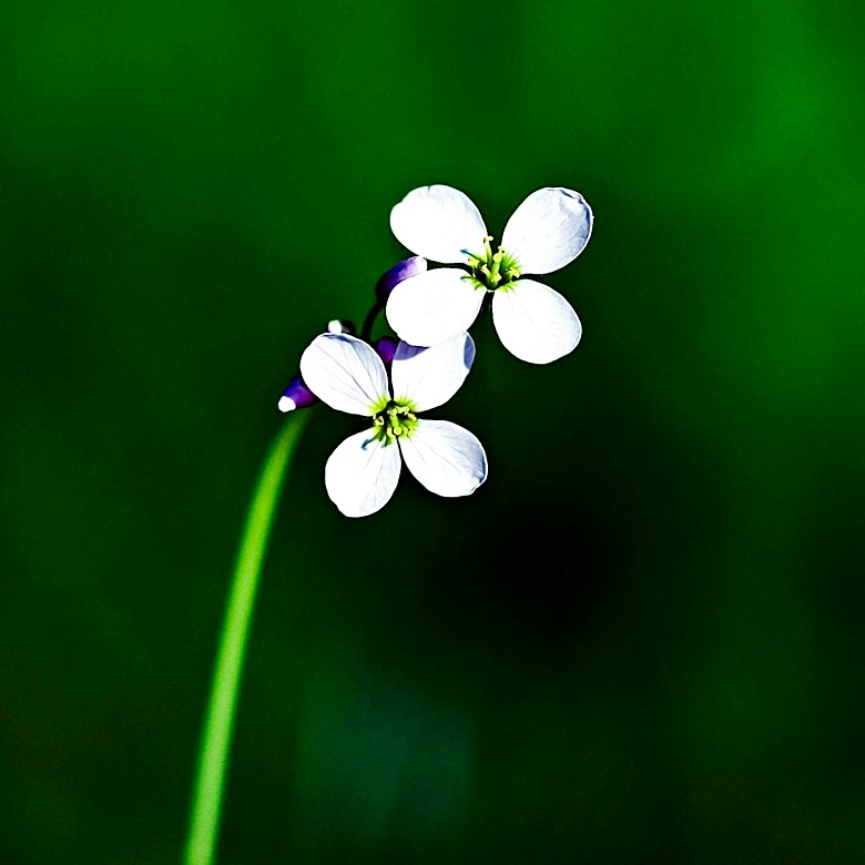 Iowa Wildflower: Earleaf False Foxglove, a Rare Hemiparasite, Faces Conservation Challenges