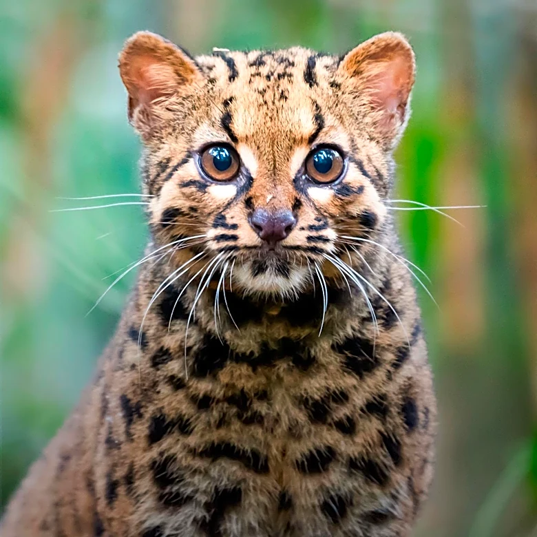 New Wildcat Species, Leopardus tilcayo, Identified in Bolivia Through Genomic Analysis