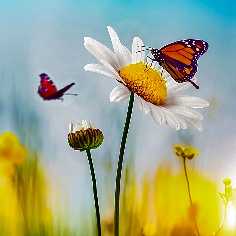 Monarch Butterfly Migration Underway Across U.S. as Millions Head South