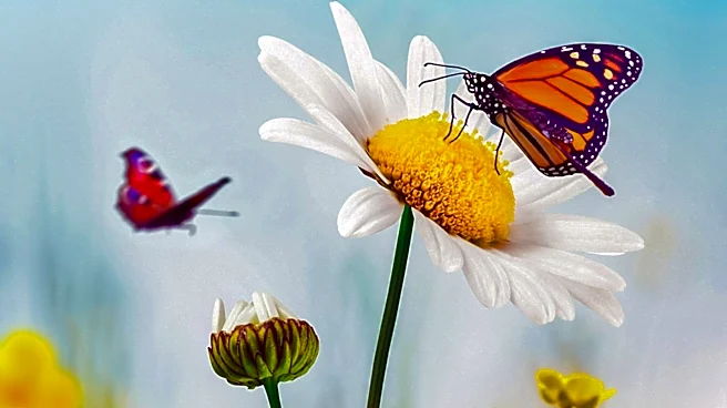 Monarch Butterfly Migration Underway Across U.S. as Millions Head South