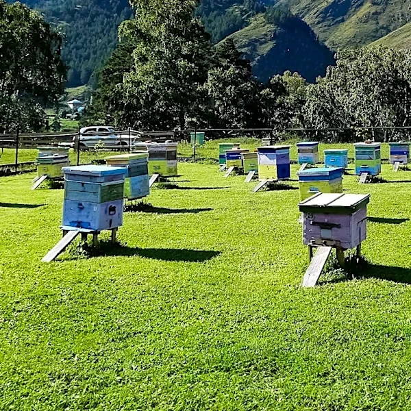 Santa Barbara County Supervisors Initiate Steps to Ease Backyard Beekeeping Restrictions