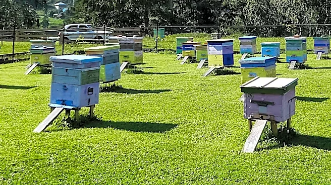 Santa Barbara County Supervisors Initiate Steps to Ease Backyard Beekeeping Restrictions