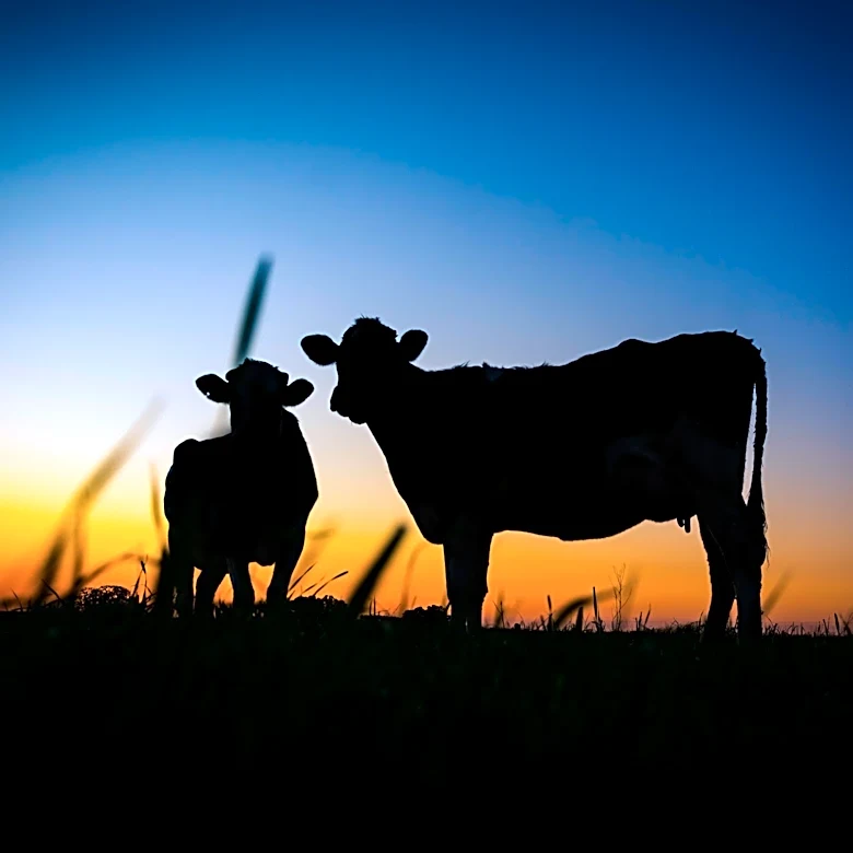 Animal Agriculture Faces Scrutiny Over Environmental Impact and Sustainability Debates