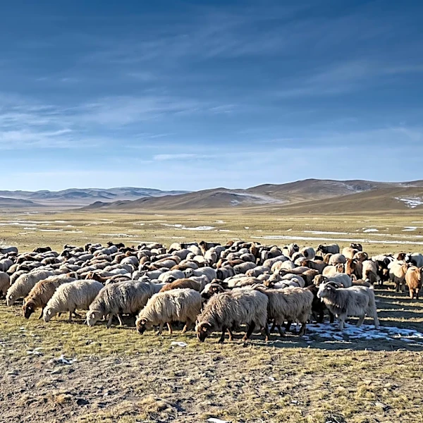 Mongolian Herders Adopt GPS and AI for Livestock Management Amid Extreme Weather