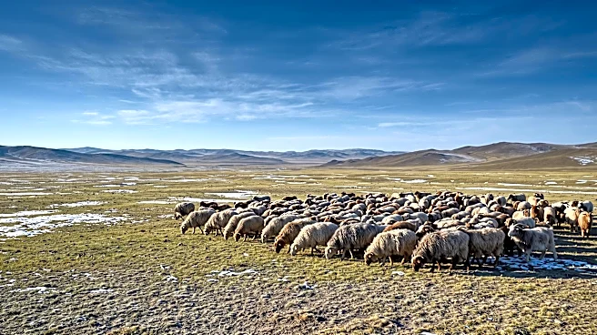 Mongolian Herders Adopt GPS and AI for Livestock Management Amid Extreme Weather
