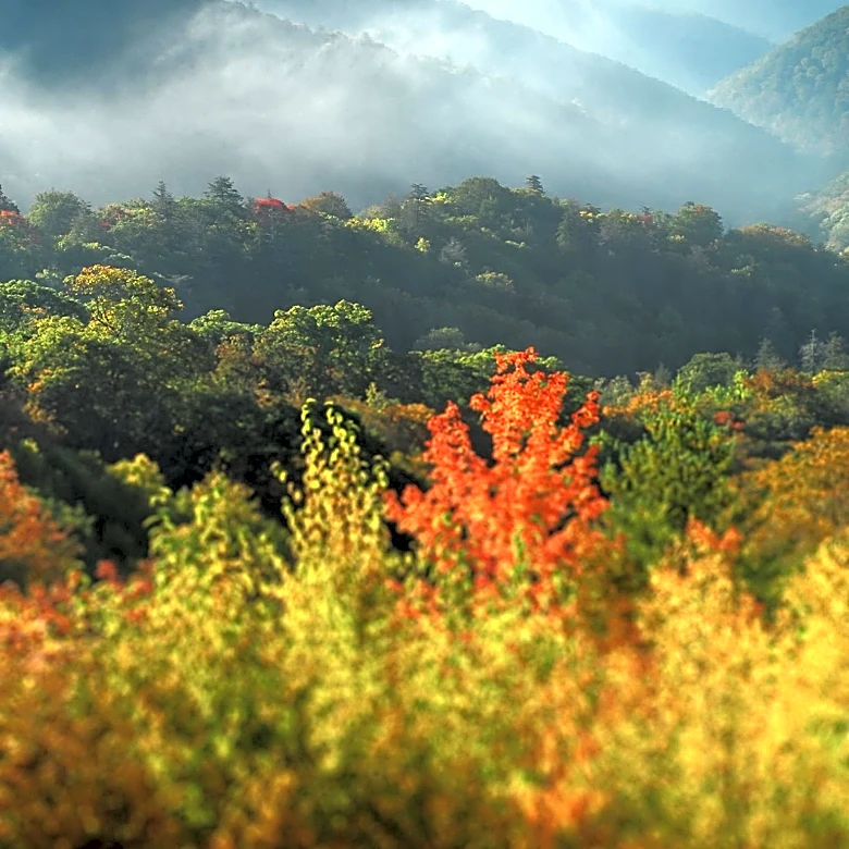 East Tennessee State University Experts Report Cooler Nights and Rain Improve Fall Color Prospects in Southern Appalachians