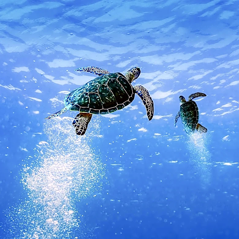 Sea Turtle Eggs Relocated to Aquarium After West Coast Nesting Event