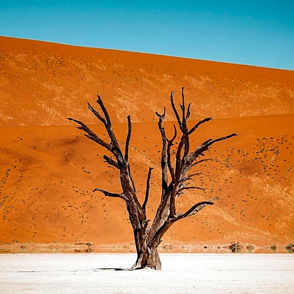 Sahel Region Faces Severe Environmental Degradation and Resource Scarcity