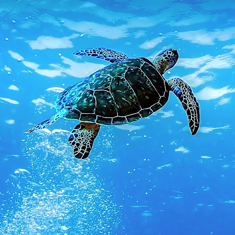 Endangered Olive Ridley Sea Turtle Eggs Transferred to Aquarium of the Pacific Amid High Surf Concerns