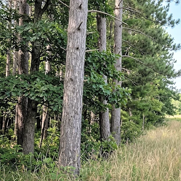 Retired Forester Gary Anderson Showcases Biodiversity Through Active Woodland Management in Minnesota