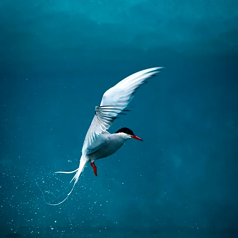 University of Kentucky Researchers Monitor Arctic Bird Migrations for Predictive Avian Flu Risks to U.S.