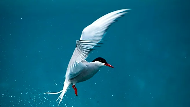 University of Kentucky Researchers Monitor Arctic Bird Migrations for Predictive Avian Flu Risks to U.S.