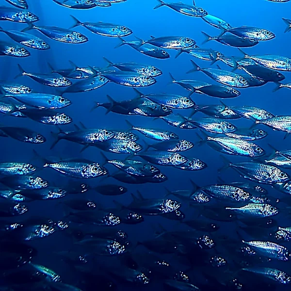 New Jersey Company Recalls 333 Pounds of Tuna Due to High Histamine Levels