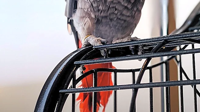 Animal Activists File Legal Action Against Topgolf Over Bird Entrapment in Nets