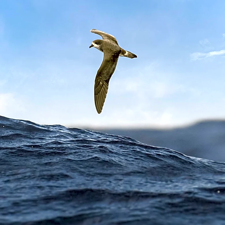 Chilean Island Sees Return of Rare Seabirds Following Invasive Rabbit Eradication