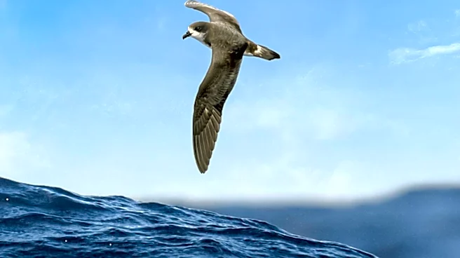 Chilean Island Sees Return of Rare Seabirds Following Invasive Rabbit Eradication