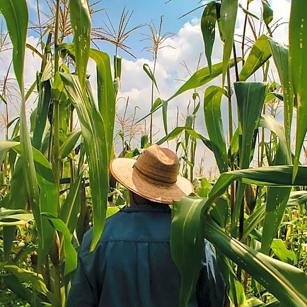 Connecticut Farmers Gain Access to $52.9 Million Federal Disaster Relief Fund for Weather Losses