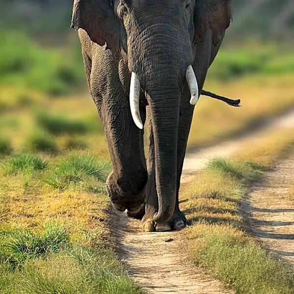 Global Sanctuary for Elephants Encourages Movement for Elephant Sandro's Well-being