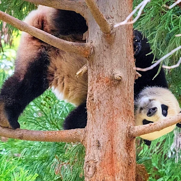 China Sends Two Giant Pandas to Atlanta, Renewing 'Panda Diplomacy'