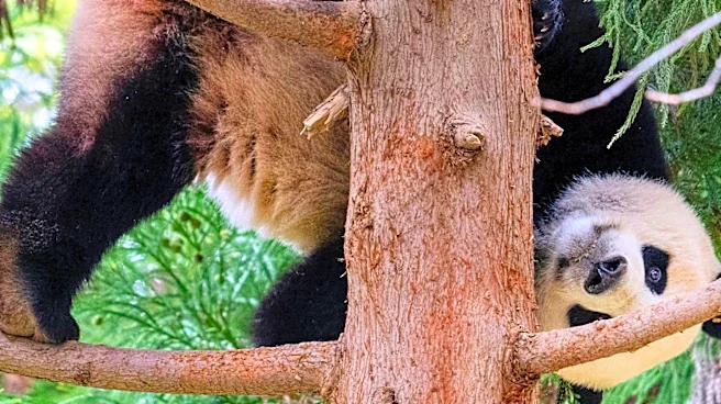 China Sends Two Giant Pandas to Atlanta, Renewing 'Panda Diplomacy'