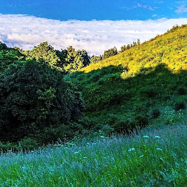 Mount Tamalpais State Park Offers Scenic Vistas and Recreational Opportunities North of San Francisco