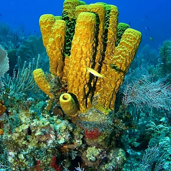 Central America Promotes Eco-Tourism and Biodiversity Conservation