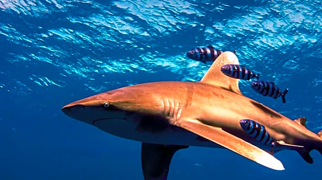 Surfer Matthew Devine Experiences Close Shark Encounter at Cabarita Beach, NSW