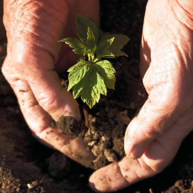 University of Maryland's Terp Farm Advocates Fall Planting for Food Security Amid Recalls and Rising Costs