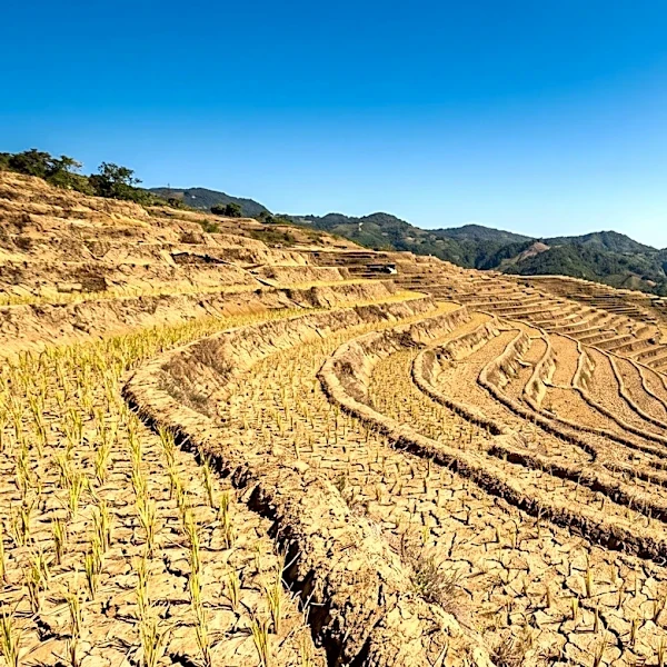 U.S. Department of Agriculture Reports Lower Philippine Rice Production Due to El Niño and High Fertilizer Costs