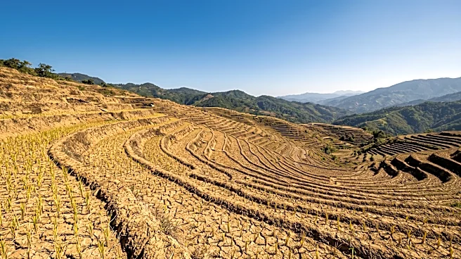 U.S. Department of Agriculture Reports Lower Philippine Rice Production Due to El Niño and High Fertilizer Costs