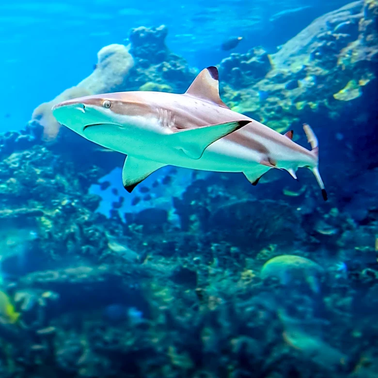 Biscayne Bay Designated Essential Habitat for Sharks and Rays Amid Environmental Concerns